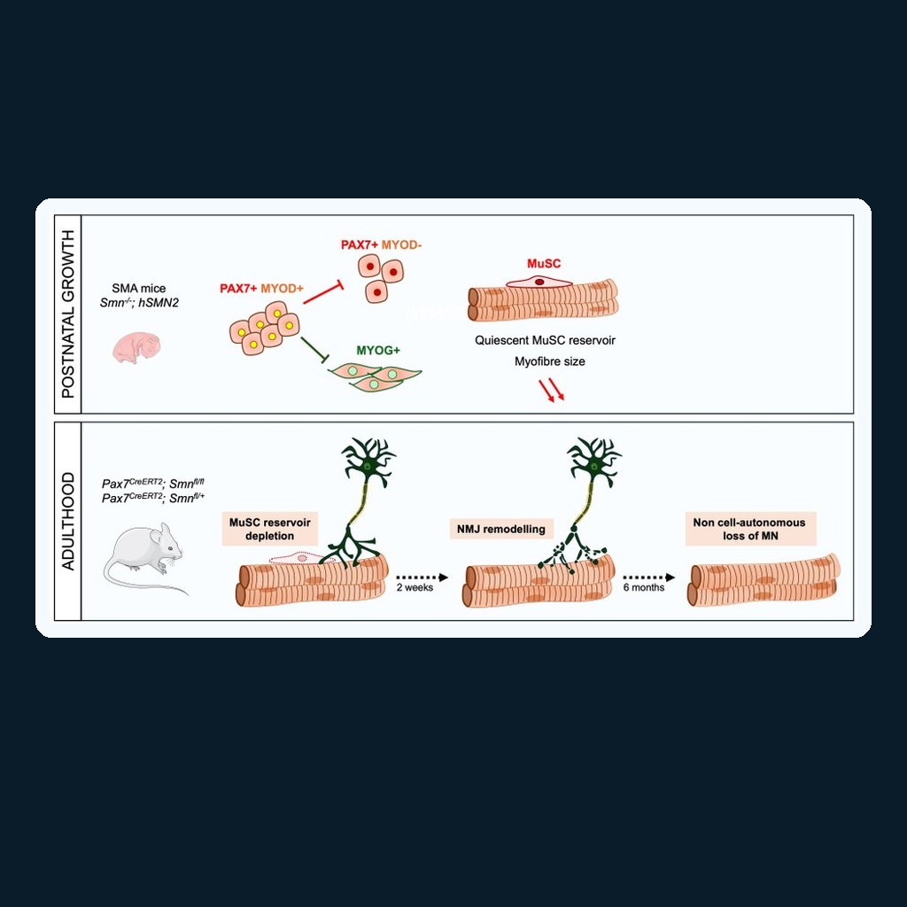 Graphical summary from Mecca et al. (Brain, 2026): SMN deficit alters myogenic progenitor fate during postnatal growth in SMA mice; in adult Pax7CreERT2 models, muscle stem cell reservoir depletion leads to NMJ remodelling at 2 weeks and non-cell-autonomous motor neuron loss at 6 months.