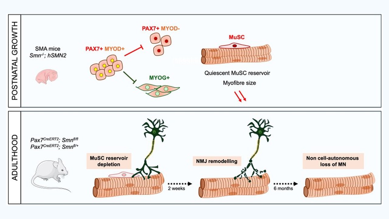 Graphical summary from Mecca et al. (Brain, 2026): SMN deficit alters myogenic progenitor fate during postnatal growth in SMA mice; in adult Pax7CreERT2 models, muscle stem cell reservoir depletion leads to NMJ remodelling at 2 weeks and non-cell-autonomous motor neuron loss at 6 months.